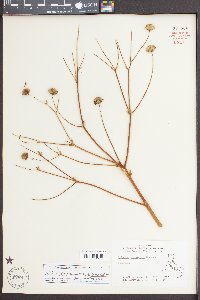 Silphium compositum var. compositum image