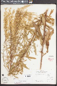 Solidago speciosa image