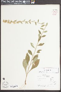 Solidago bicolor image