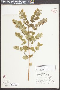 Symphoricarpos orbiculatus image