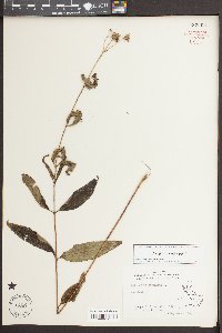 Helianthus strumosus image