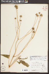 Heliopsis helianthoides var. helianthoides image