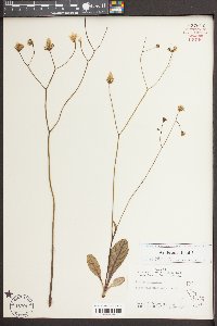 Hieracium venosum image