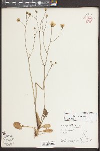 Hieracium venosum image