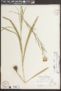 Liatris squarrosa var. squarrosa image