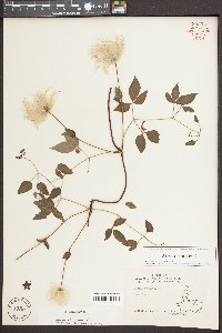 Clematis viorna image