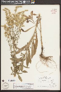 Solidago nemoralis var. nemoralis image