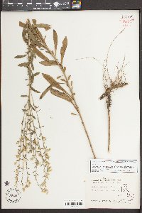 Solidago nemoralis var. nemoralis image