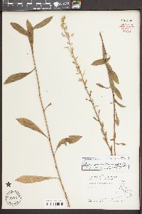 Solidago nemoralis var. nemoralis image