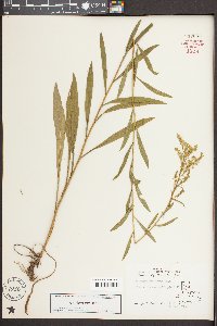 Solidago pinetorum image