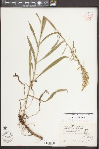 Solidago pinetorum image