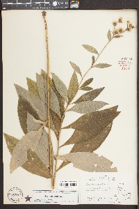 Vernonia glauca image