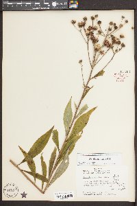 Vernonia glauca image