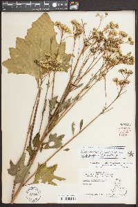 Arnoglossum atriplicifolium image