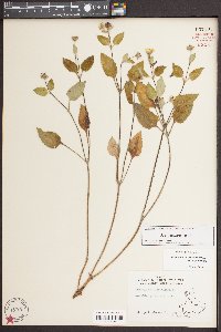 Chrysogonum virginianum var. virginianum image