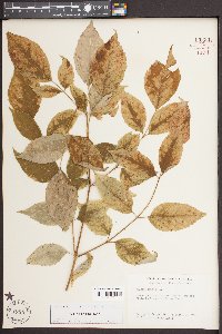 Aralia spinosa image