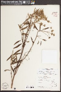 Pycnanthemum muticum image