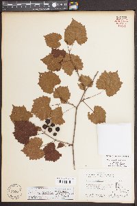 Vitis rotundifolia image