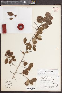 Crataegus uniflora image