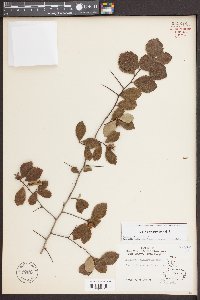 Crataegus uniflora image