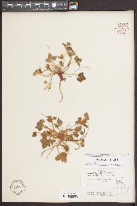 Potentilla indica image