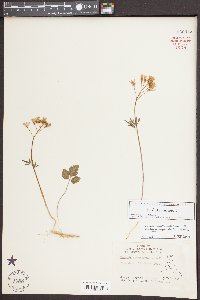 Cardamine angustata image