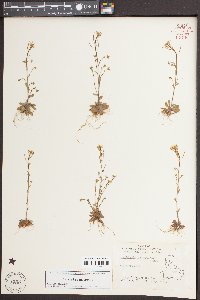 Arabidopsis thaliana image