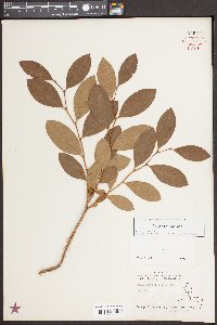 Lyonia mariana image