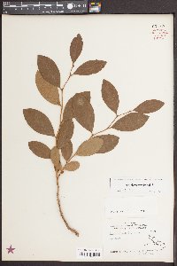 Lyonia mariana image