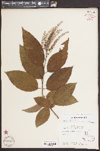 Oxydendrum arboreum image