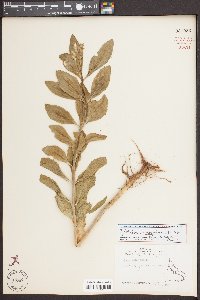 Hylotelephium telephium image