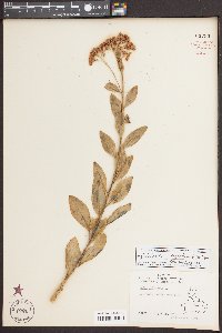 Hylotelephium telephium image