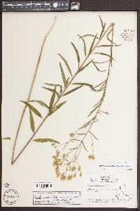 Brickellia eupatorioides image