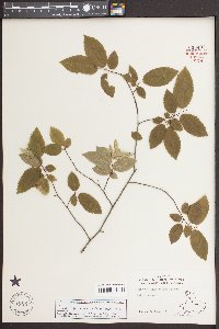 Carpinus caroliniana var. caroliniana image