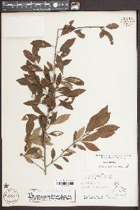 Ilex decidua var. decidua image