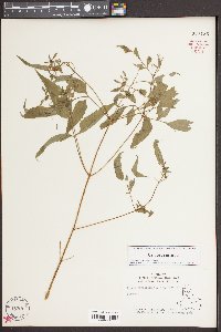 Bidens discoidea image