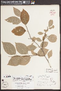 Ilex montana image