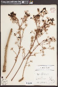 Aralia spinosa image