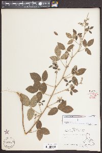 Rhynchosia tomentosa image