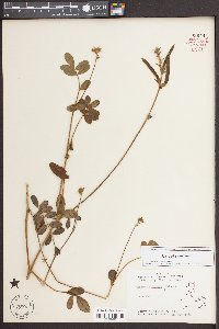 Tephrosia spicata image