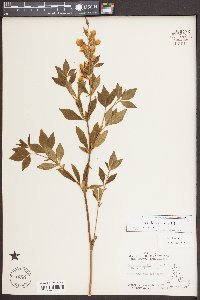 Thermopsis mollis image