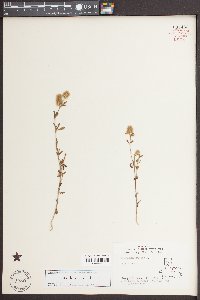 Trifolium arvense image