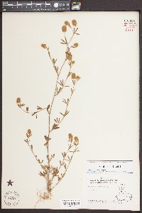 Trifolium arvense image