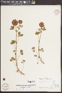 Trifolium reflexum image