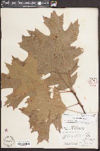 Quercus coccinea image