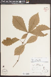 Quercus montana image