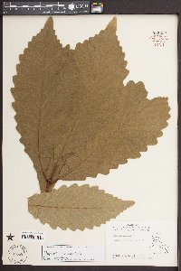 Quercus montana image