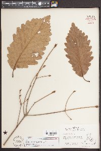 Quercus montana image