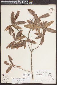 Quercus phellos image