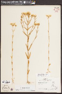 Sabatia quadrangula image